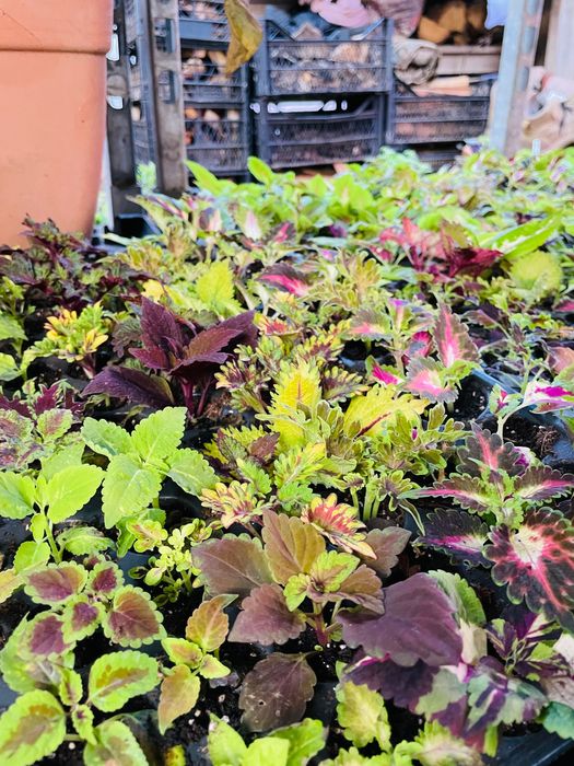 Колеус різнокольоровий черенок