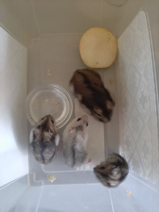 Хом'ячки джунгарики