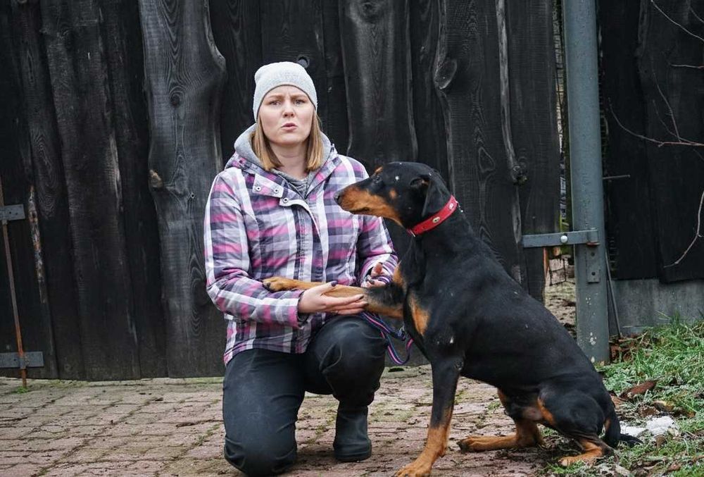 REGON - piękny pies w typie doberman