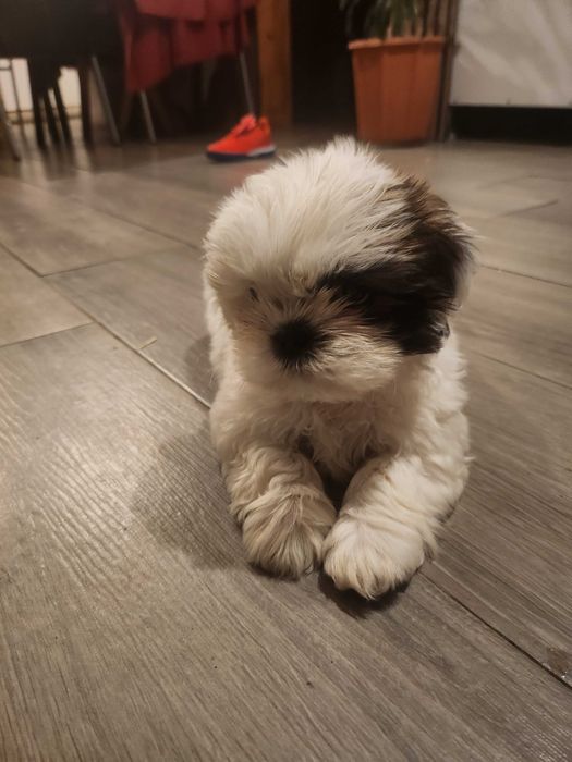 Chitzu cão super meigo