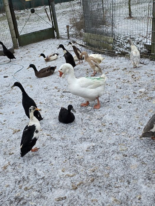 Silki ,hamburskie,lakenvender, biegusy,kogutki mix