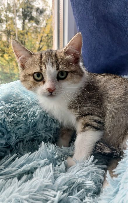 Очень маленькая котёнок девочка ищет дом! Котята в хорошие руки!