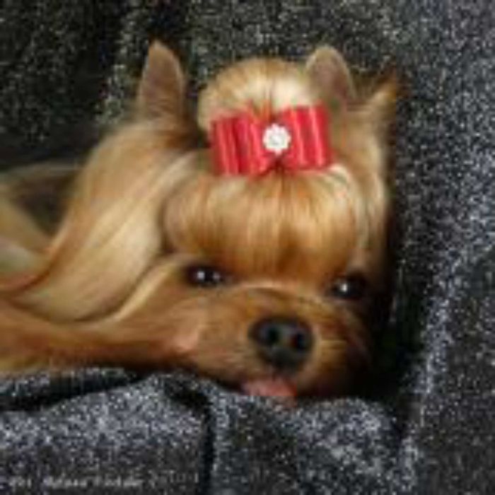 York,Yorkshire Terrier!Elitarne MICRO CUDENKA XXXXXS dla VIP-Kraków