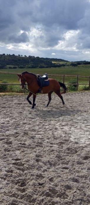 Egua com 14 anos Montada