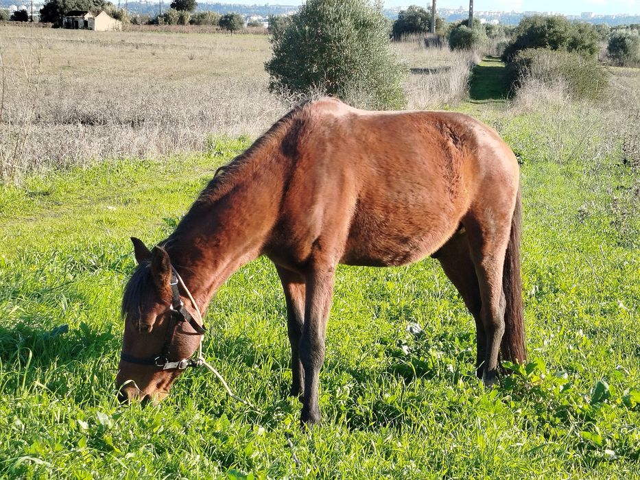 Vendo poldro castanho com dois anos mansinho