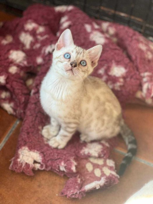 Snow Gatinho de bengala (macho)