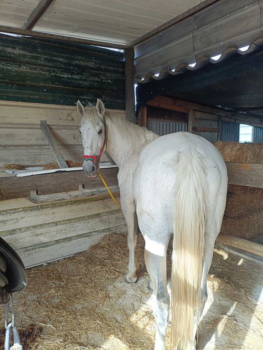 Cavalo capado 10 anos