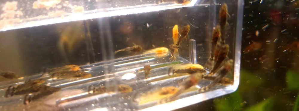 Małe Zbrojniki czarny zloty