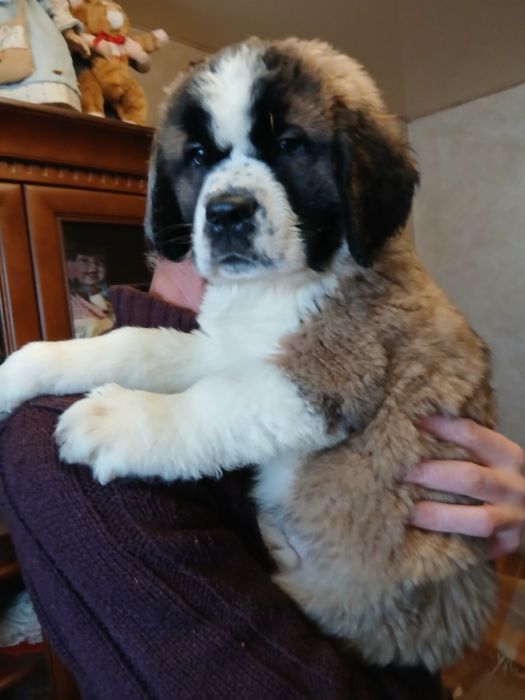 Продам цуценята - Сенбернар