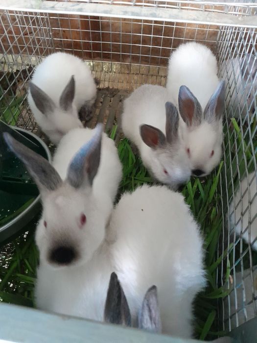 Кролі Каліфорнія , від 2 міс