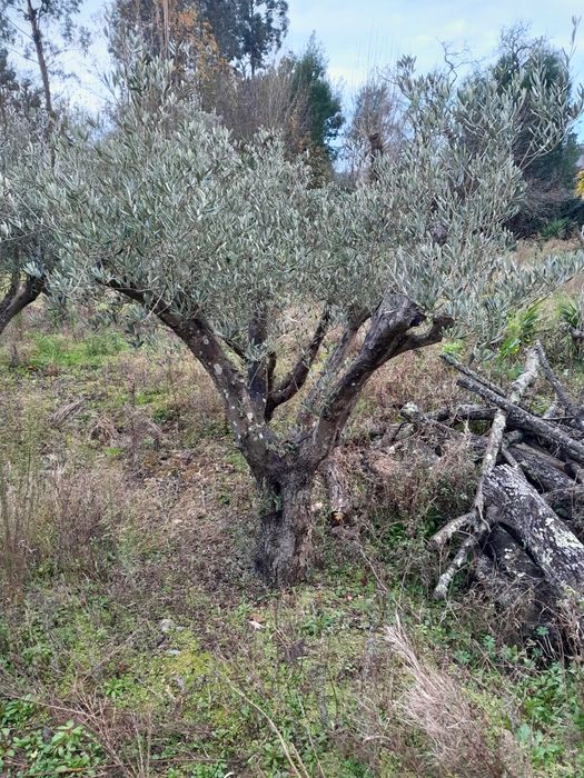 Oliveiras centenarias