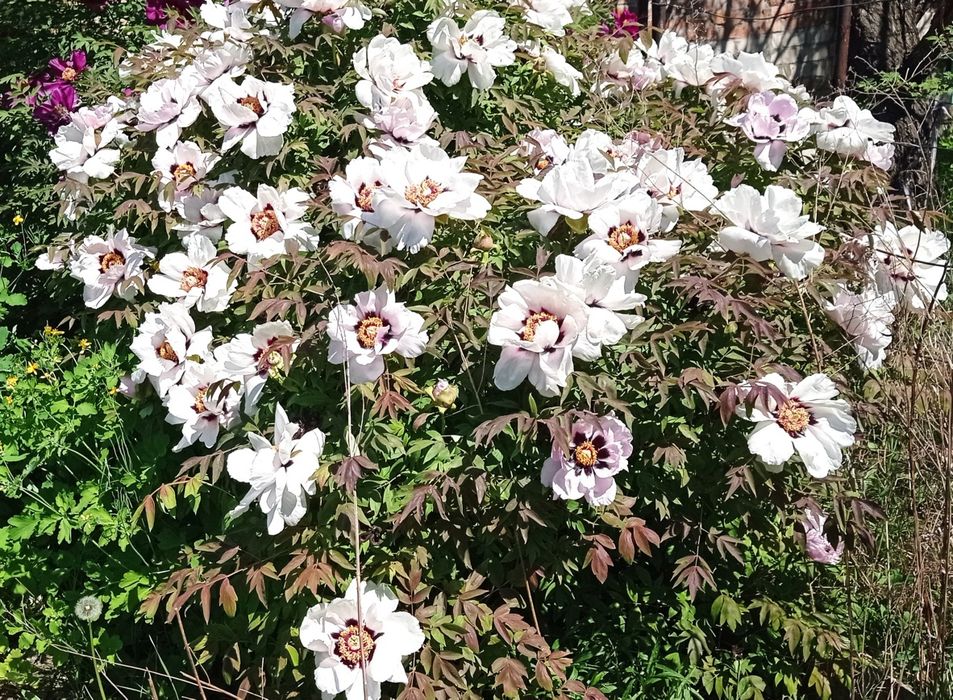 Дача в Космическом микрорайоне