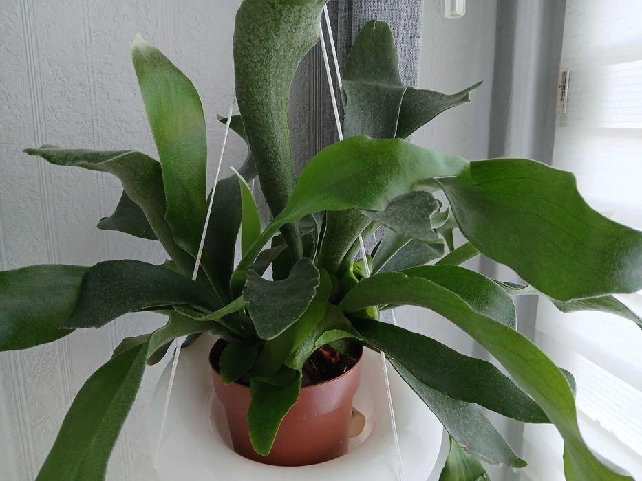 Paproć płaskla łosioroga 'Platycerium Bifurcatum'
