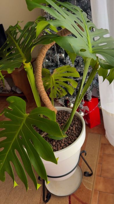 Linda Costela de Adão (Monstera) - Completa com Vaso e Suporte