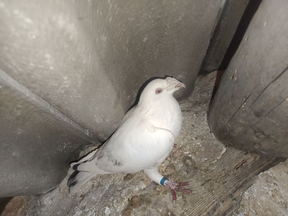 Sprzedam gołębia staropolski samica MOŻLIWOŚĆ WYSYŁKI