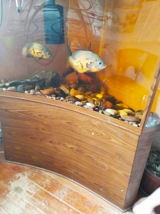 Угловой аквариум 450л с тумбой, компрессором и остальным