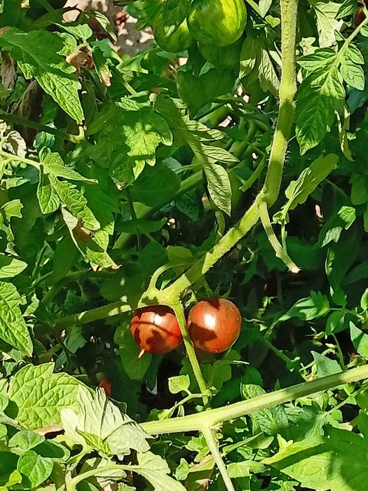 Pomidor Black Vernissage koktajlowy - pokarm dla rybek