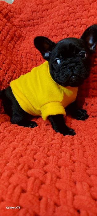 Французькі бульдоги