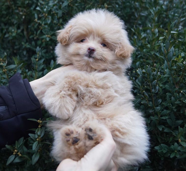 Длинношерстный дизайн мальчик в светло карамельном мехе