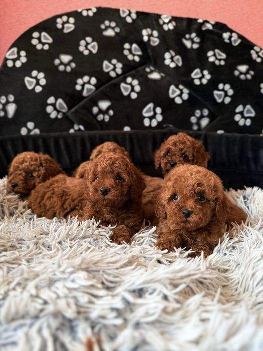 Той пуделя Red Браун