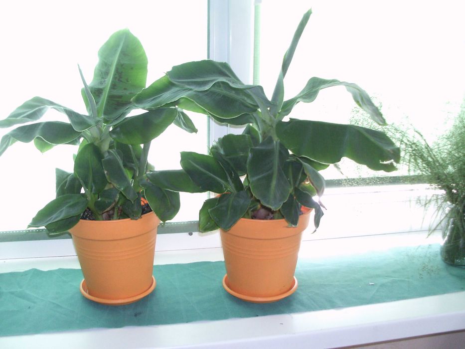 Саджанці банан міні "Тропікана" "київський карлик" Тропіканка