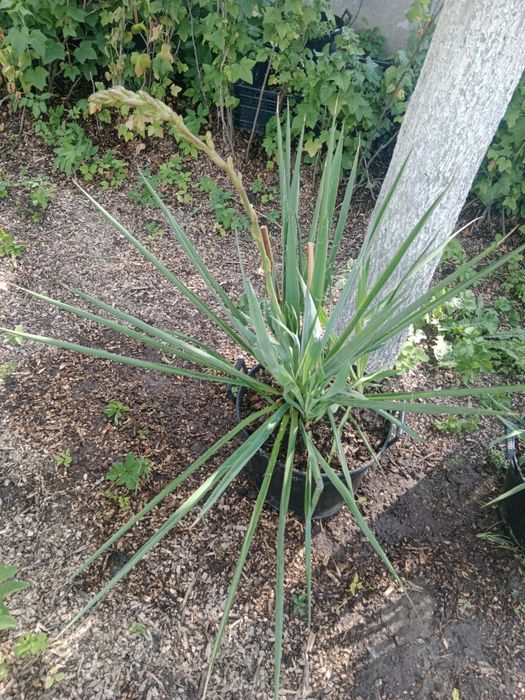 Juka ogrodowa paroletnia