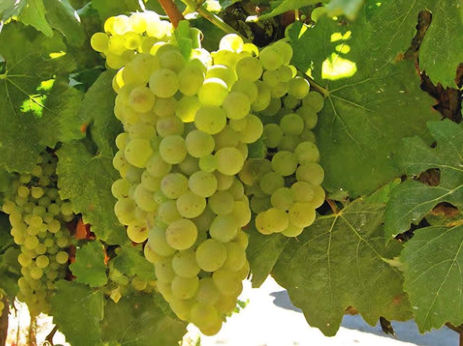 Vende-se uvas na zona de Moimenta da Beira