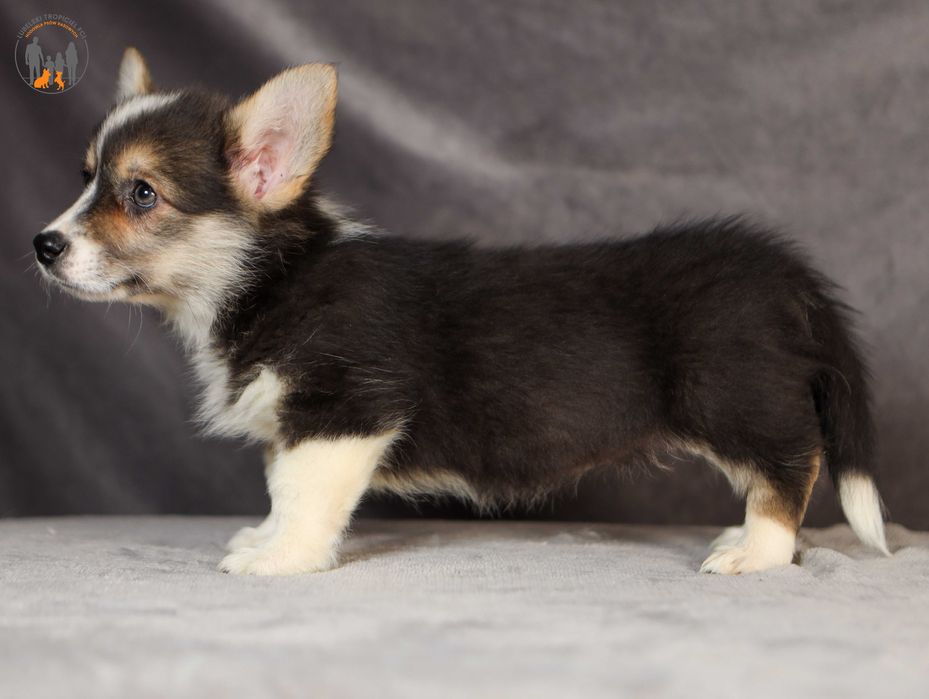 Welsh Corgi Pembroke po Championie