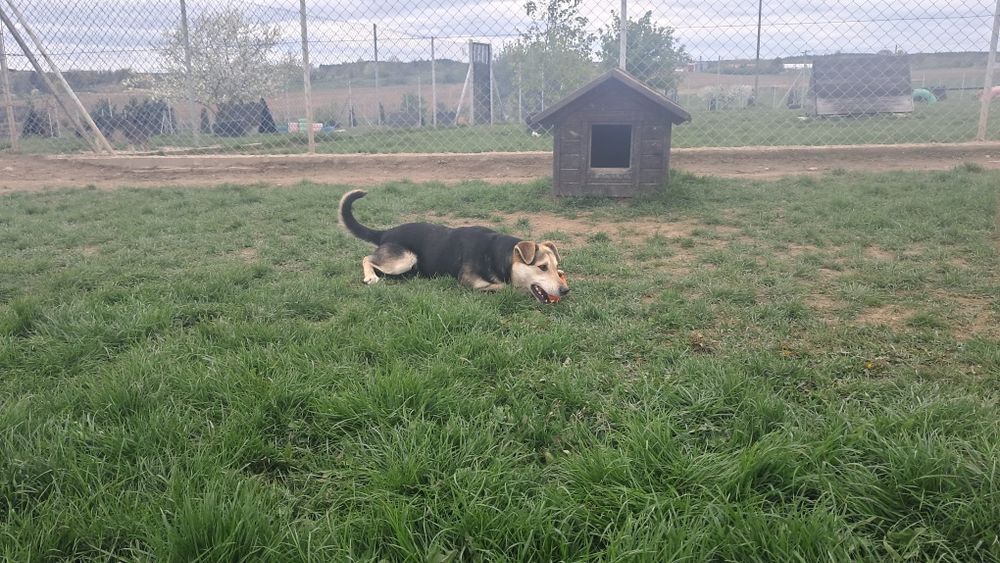 Piękny Irys poleca się do adopcji!
