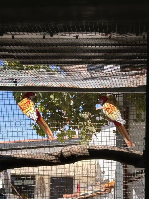 Roselas Opalinas e Rubinas