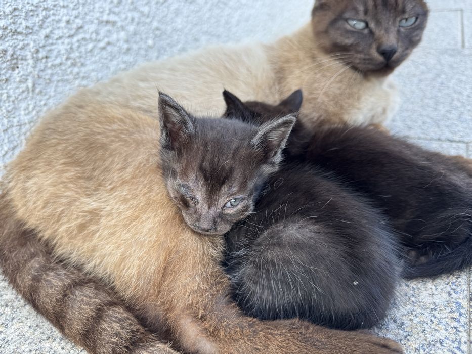 Dois gatinhos para adoção