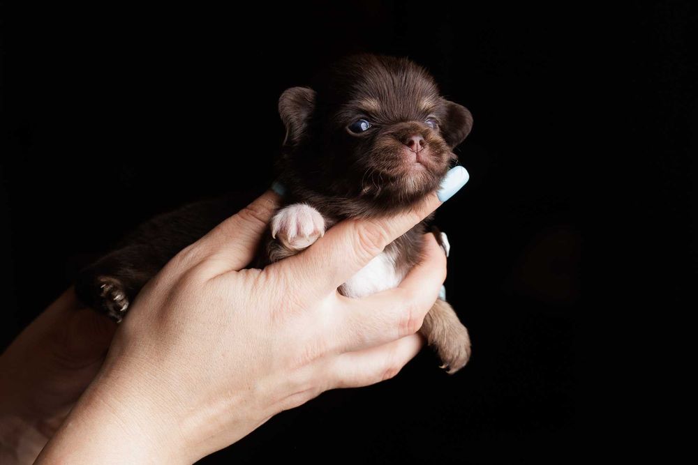 Chihuahua* Czekoladowy chłopczyk długowłosy