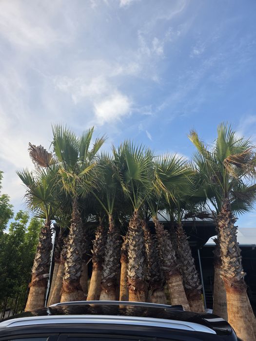 Palmeiras Washingtonia robusta