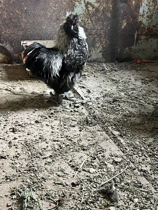 Шелковый петух.