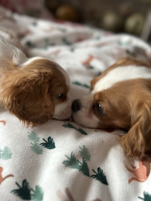 Cavalier chlopak ojciec Czempion Polski