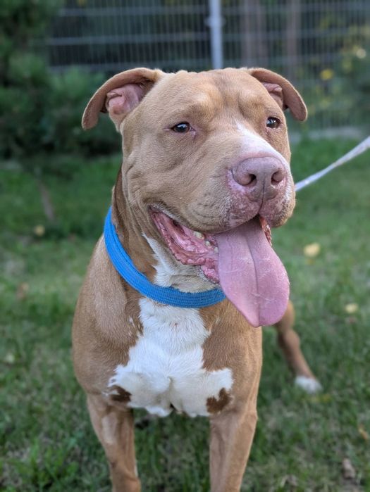 Amstaff szuka odpowiedzialnego domu