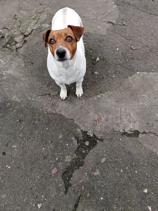 Отдам собаку в добрые руки