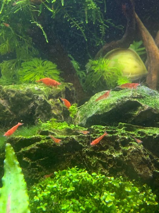 Krewetki Red Cherry, RC ładnie wybarwione