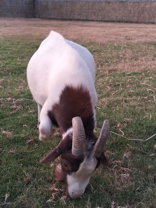 Cabrito anão adulto