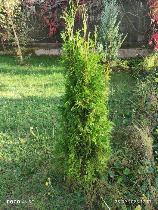 Tuje szmaragd 140 - 160 cm 3 sztuki