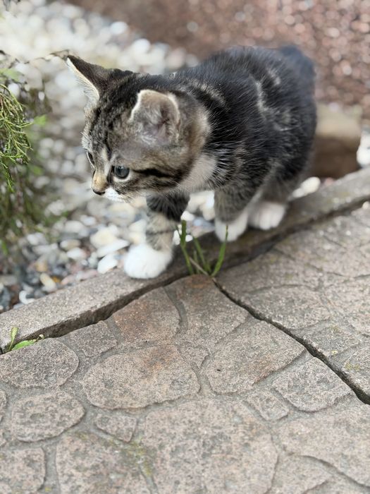 Кошенята безкоштовно