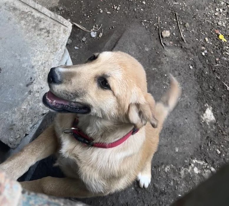 Urgente lar cachorra