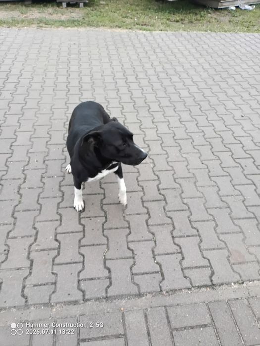 Oddam w dobre ręce