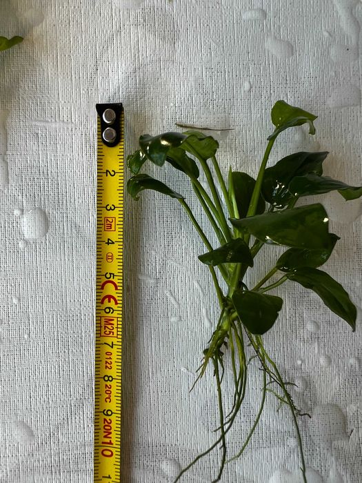 Anubias - Plantas agua doce - Perguntar valor do tamanho desejado.