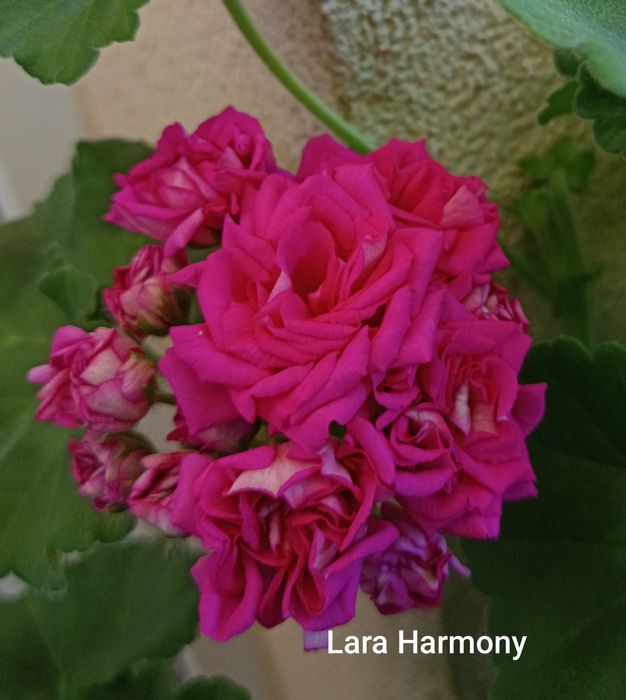 Pelargonie kolekcjonerskie