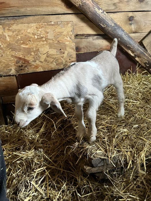 Козлик цапик на племʼя, англо-нубійський козел