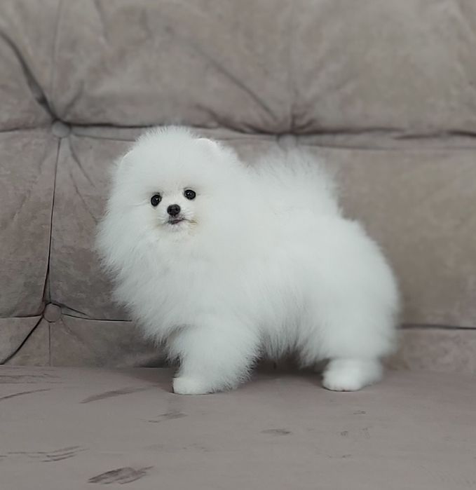 Щенки шпица девочки белые и крем