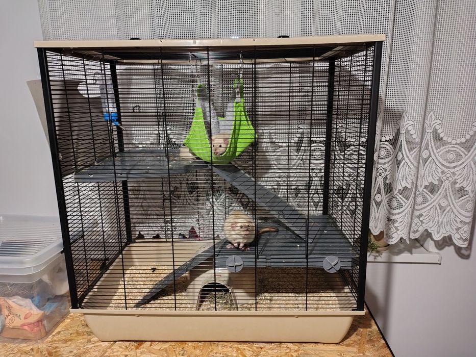 Dwa szczury + klatka z wyposażeniem