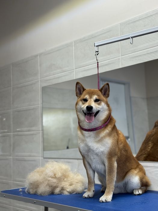 Грумінг на вул. Стеценка, район Берковець