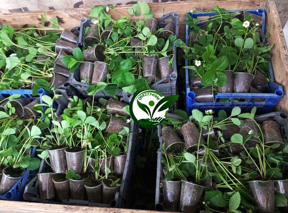 Саджанці - розсада полуниці Вікторія  НСД рем КСД рання середня пізня